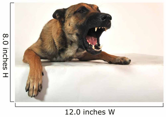 Aggressive Malinois Wall Decal