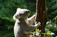 Koalabar Wall Decal