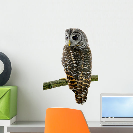Tawny Owl Wall Decal