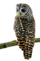 Tawny Owl Wall Decal