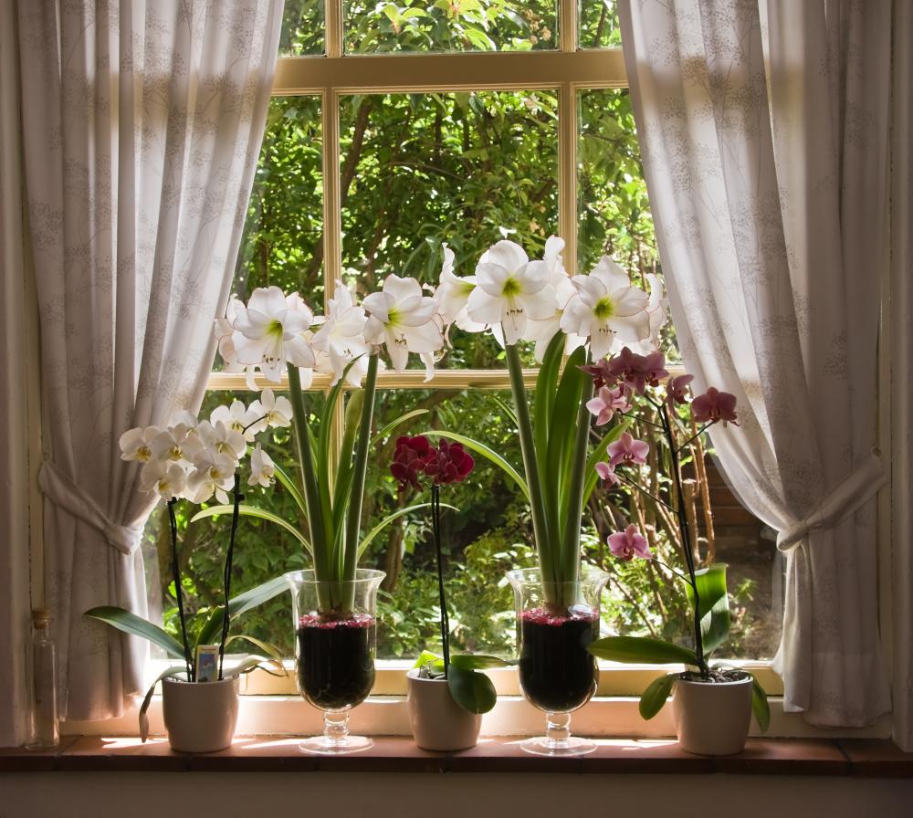 Zen Orchids Sunny Window Wall Mural – Wallmonkeys