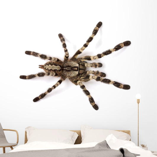 Spider Wall Decal