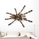 Spider Wall Decal