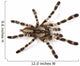 Spider Wall Decal