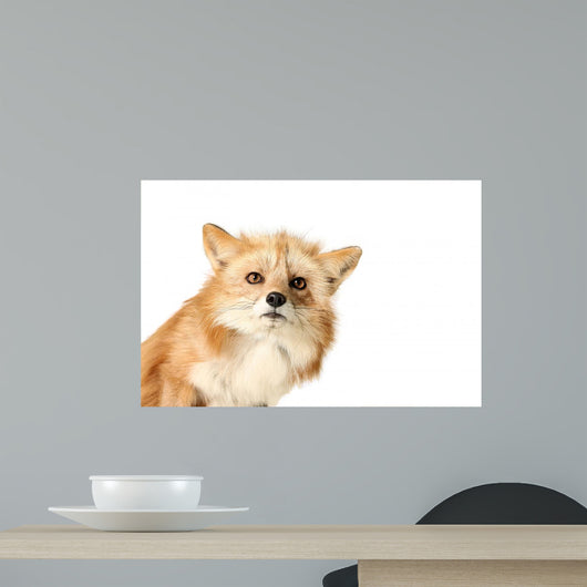 Curious Fox Wall Decal