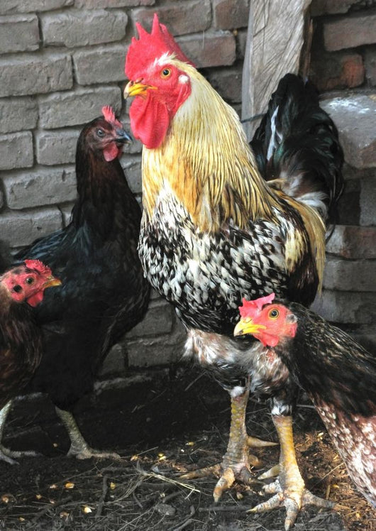 Rooster and Hens Wall Mural