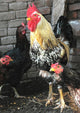 Rooster and Hens Wall Mural