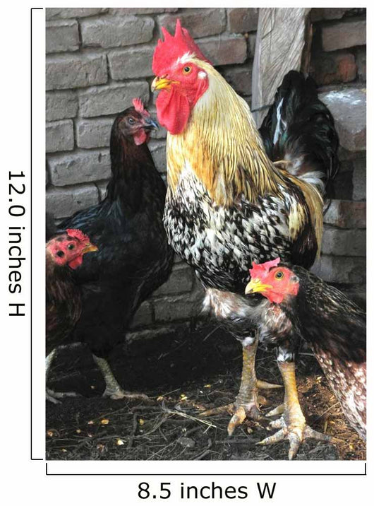 Rooster and Hens Wall Mural