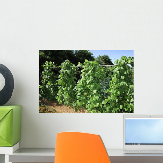 French Beans Wall Decal