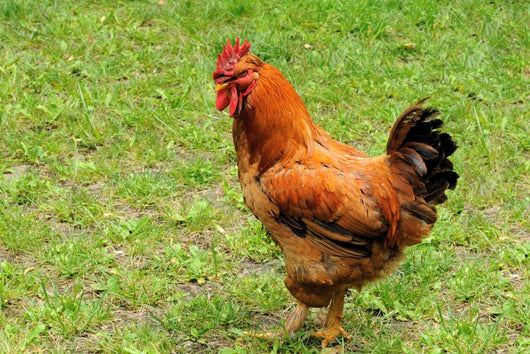 Rooster Wall Decal