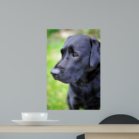 Black Labrador Retriever Wall Decal