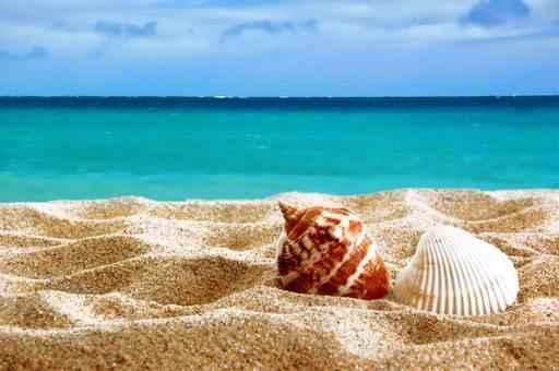 Seashells Beach Wall Decal