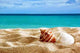 Seashells Beach Wall Decal