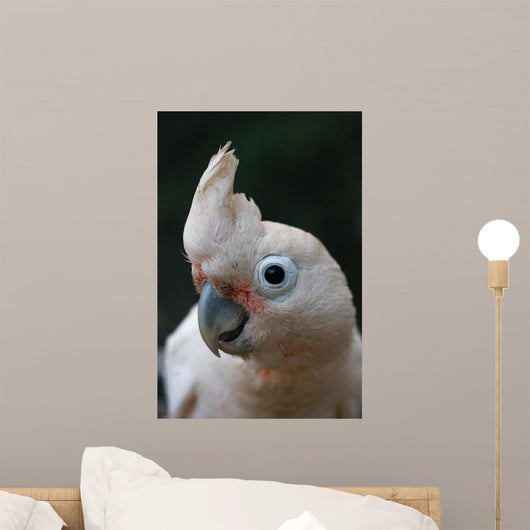 Head of Goffin Cockatoo Wall Mural