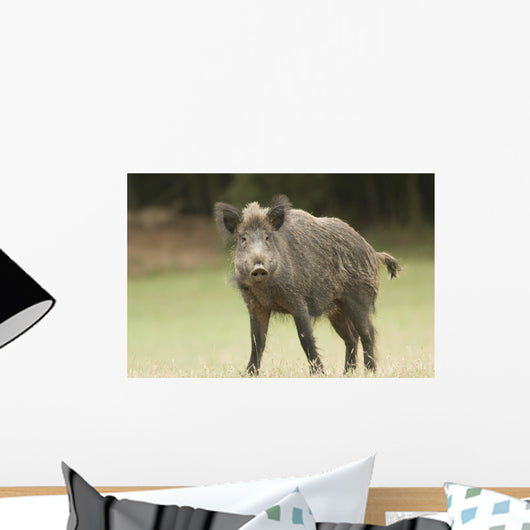 Wild Boar Wall Mural
