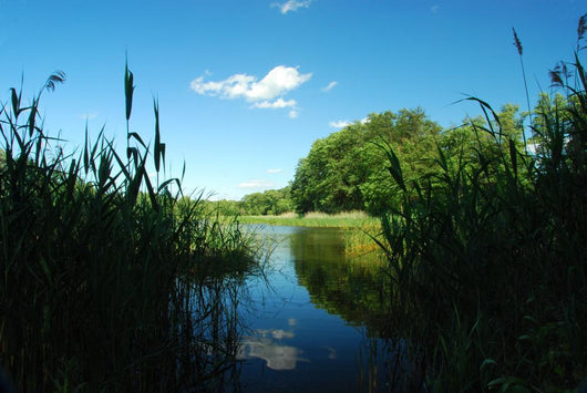 Natural Peaceful Waterway