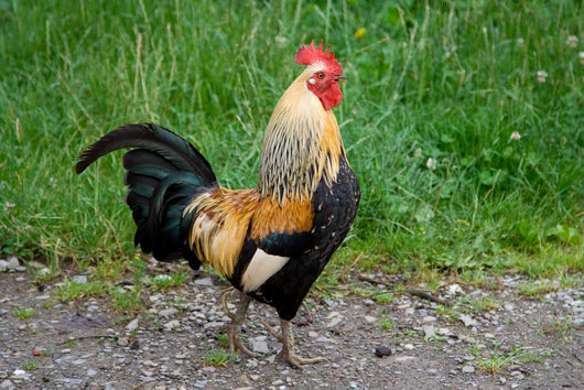 Rooster Wall Mural