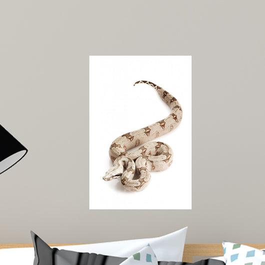 Bolivian Boa Wall Mural