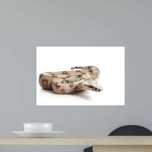 Bolivian Boa Wall Mural