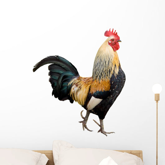 Rooster Isolated on White Background Wall Decal