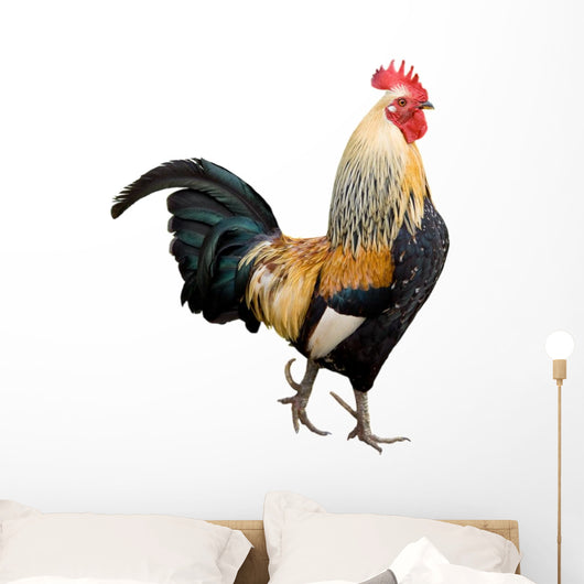 Rooster Isolated on White Background Wall Decal