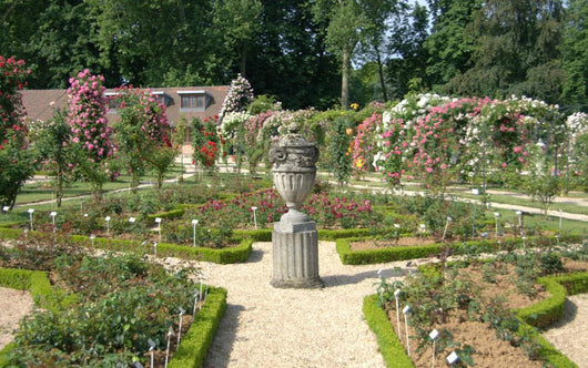 Paris rose garden Wall Mural