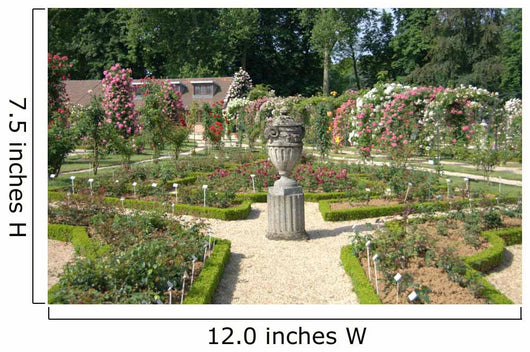 Paris rose garden Wall Mural