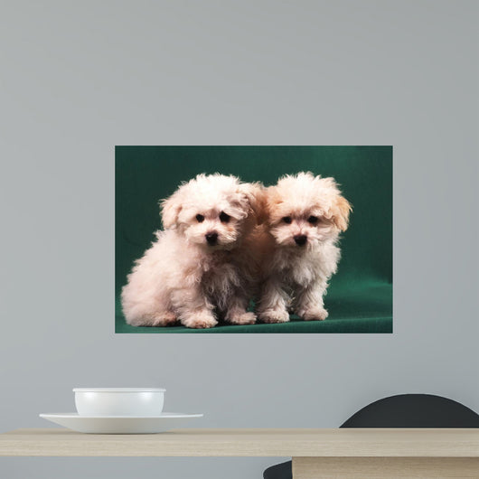Two Little Puppies Bichon Bolognese Wall Mural