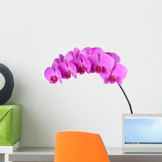 Orchid Wall Mural