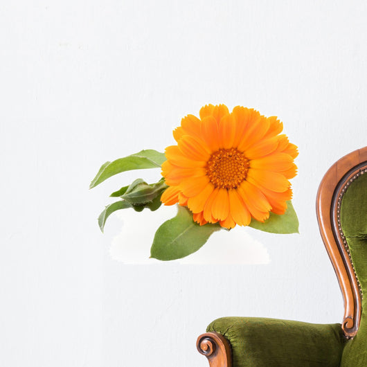 Calendula isolated on white Wall Decal