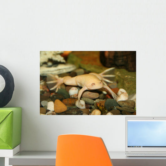 exotic white frog, albino Wall Mural