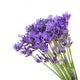 lavender Wall Decal