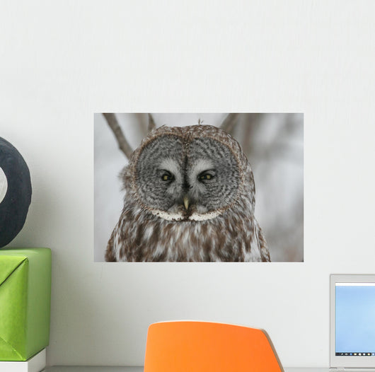 Great Gray Owl up Wall Mural