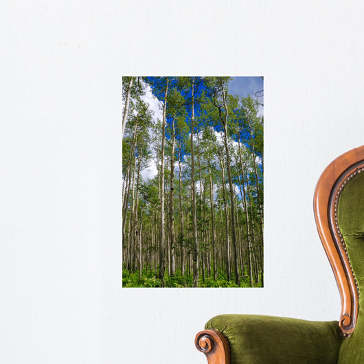 Colorado Aspens Wall Mural