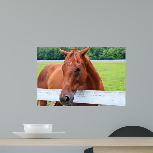 Beautiful Smokey Mountain Horse Wall Mural