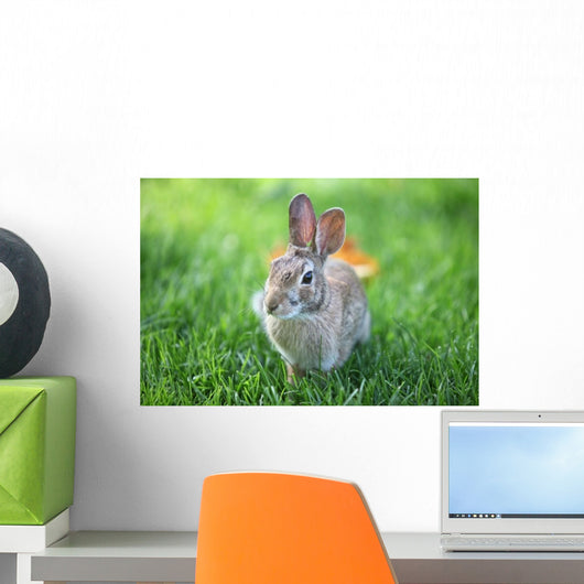 Rabbit Wall Mural