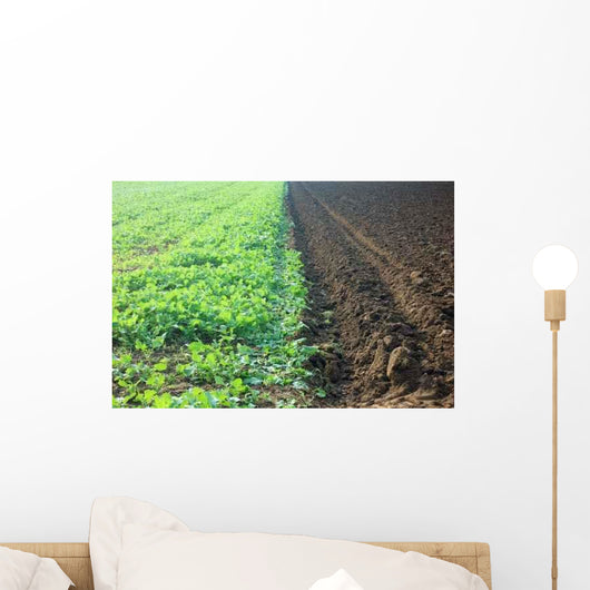 Acker Wall Decal