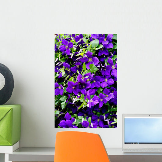 Sea of flowers of Clematis Wall Mural