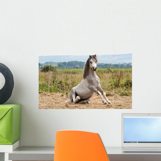 Grey Gelding Arises from Wall Mural