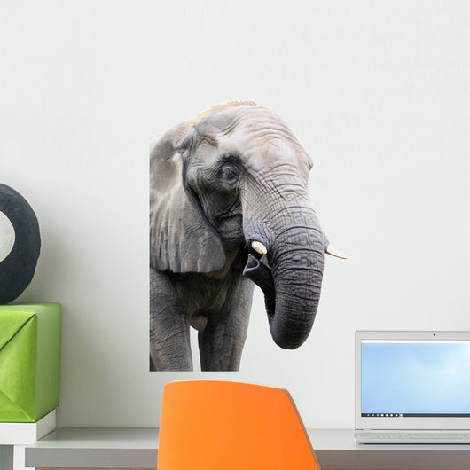head of elephant on white background Wall Decal
