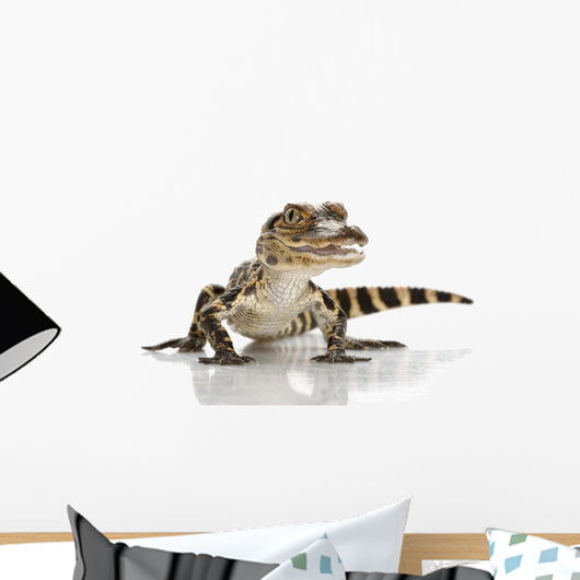 American Alligator Wall Mural