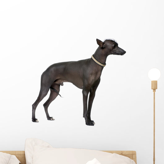 Peruvian Hairless Dog (18 months old) Wall Decal