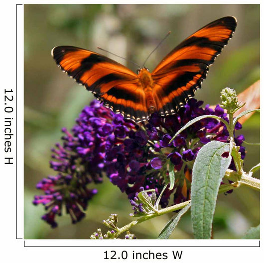 Striped Butterfly Wall Mural