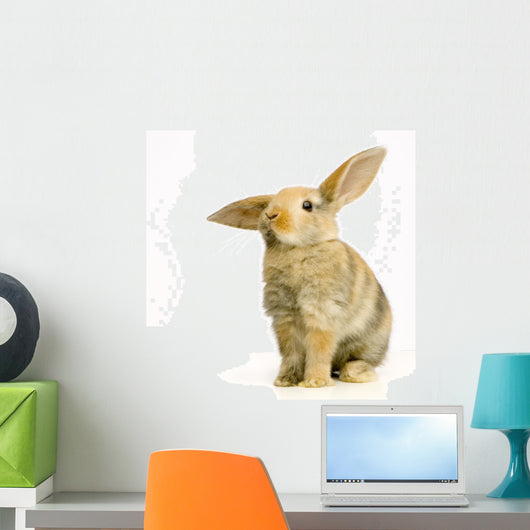 rabbit on white background Wall Decal