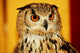 OWL Wall Mural