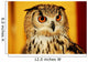 OWL Wall Mural