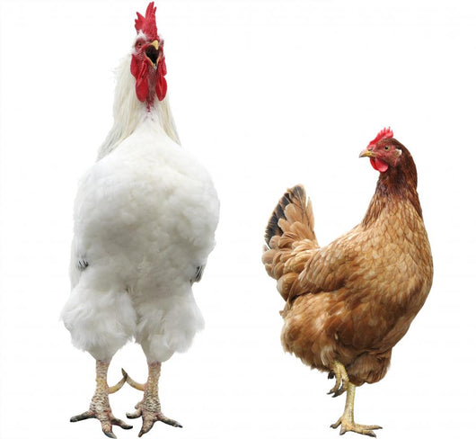 Funny Hen and Rooster Wall Mural