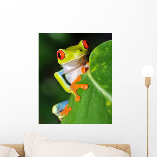 Red Eyed Green Tree Frog Wall Mural