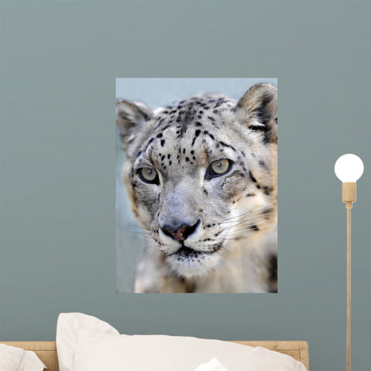 snow leopard full frame Wall Mural