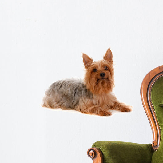 Silky Terrier Wall Decal
